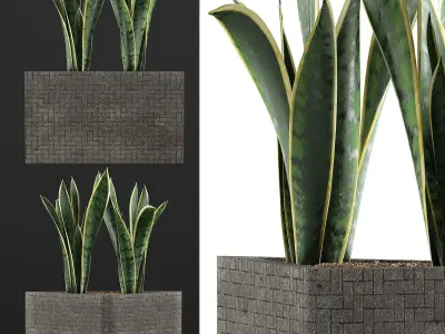 Plants Collection 103 3D model