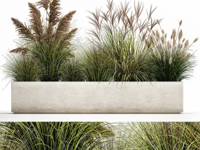 Pampas grass for landscaping 1078 3D model