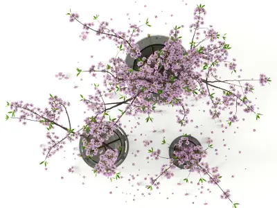 Cherry blossom in Echasse Vases 3D model