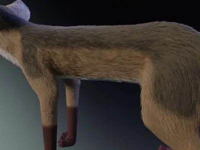 Takoda Fox 3D model