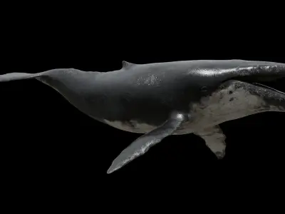 Humpback whale Low-poly 3D model