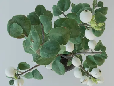 Snowberry branch in vase 3D model