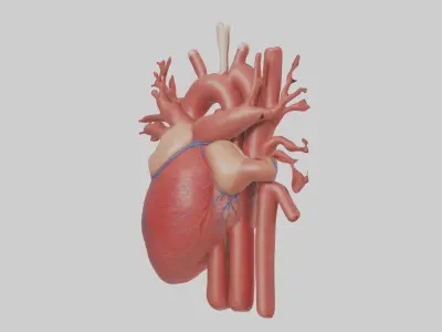 Human Circulatory Sys 1 Low-poly 3D model