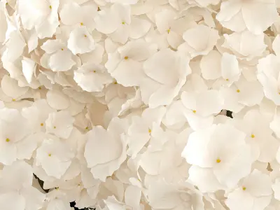 Solemn bouquet of white hydrangea flowers in a vase 367 3D model