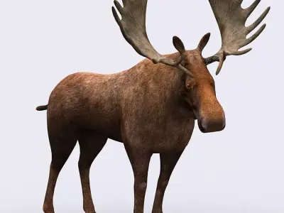 3DRT - Moose Low-poly 3D model