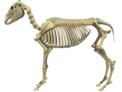 Realistic Donkey Skeleton 3D model