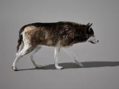 Wolf Pack Animated UNREAL project  Maya base rig 3D model
