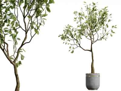 AV HousePlants Japandi Minimalism Ficus Dracaena Marginata28 3D model
