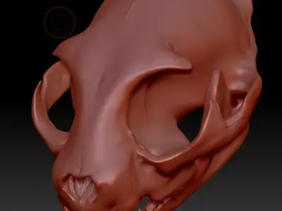 Cat Skull Zbrush Sculpture 3D model