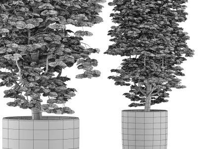 Plants Collection 127 Ligustrum 3D model