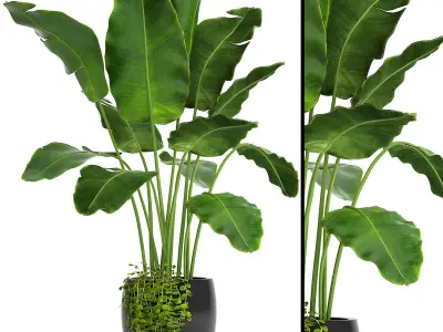 Collection of plants 55 pieces  3D model