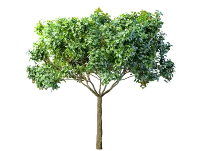 Decorative Evergreen Outdoor Garden Tree 3D model