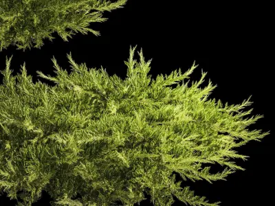 Juniper and thuja bushes for landscape design 1164 3D model
