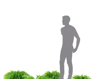  Hakonechloa macra grass vol 3 3D model