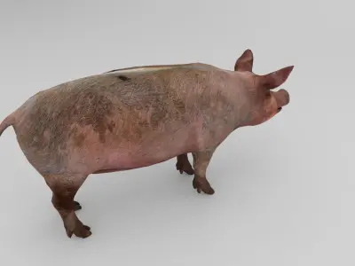 Pig Rigged Model  Low-poly 3D model