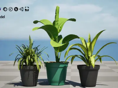Indoor Potted Plants 3D Model Low-poly 3D model