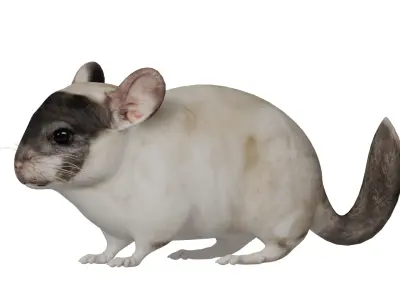 Chinchilla Low-poly 3D model