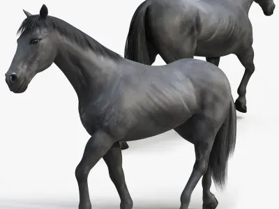 Horses PRO - 4 in 1 Bundle 3D model