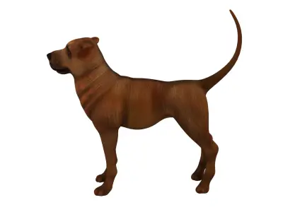 dog  rig  high-poly  textured 3D model