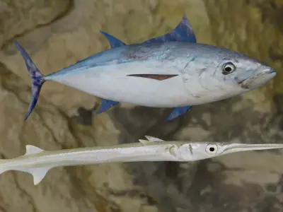 Needle fish 3D model-Longtail tuna fish 3D Model Collection