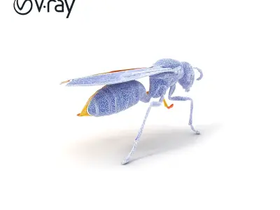 Paper Wasp 3D Entomology model pack Low-poly 3D model