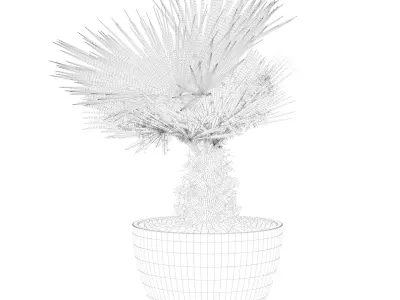Chamaerops palm 05 3D model