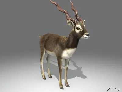 Blackbuck Antelope Low Poly Low-poly 3D model