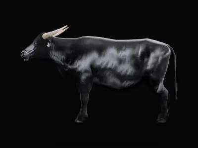 Asian Water Buffalo Low-poly 3D model