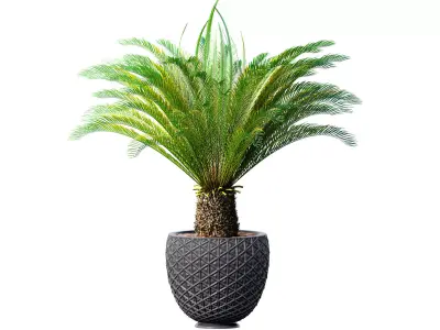Decorative Evergreen Cycas Palm Tree in flower pot Urn Art Deco  3D model