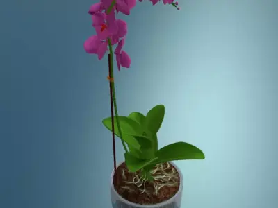 Orchid plant low poly Low-poly 3D model