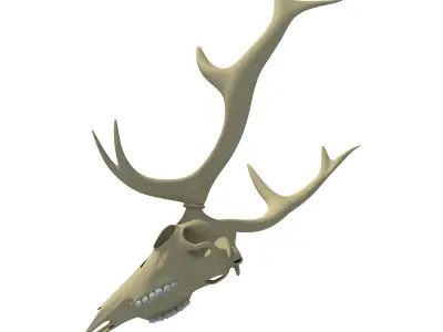 Deer Skull 3D model
