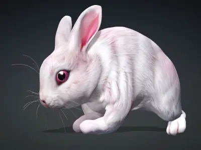 Rabbit-A1 3D model
