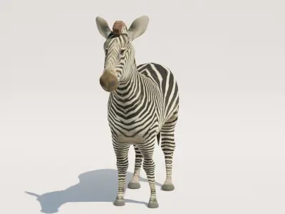 Low-Poly Zebra Low-poly 3D model