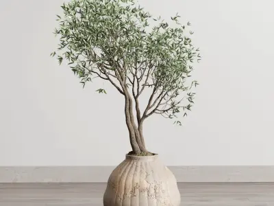 Olive tree in an old earthenware vase indoor collection 182 3D model