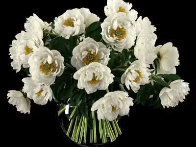 White peonies 3D model