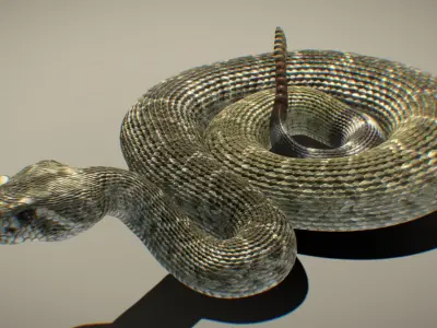 Western Diamondback Rattlesnake 3D model