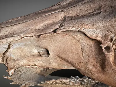 Photorealistic Wild Boar skull and a lower jaw Low-poly 3D model