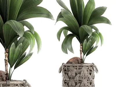 Cocos nucifera for the interior in basket 663 3D model