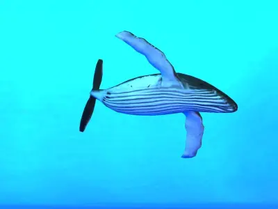 Humpback Whale Low-poly 3D model