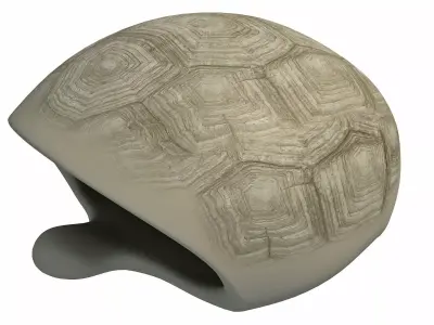 Tortoise Shell Skeleton Low-poly 3D model