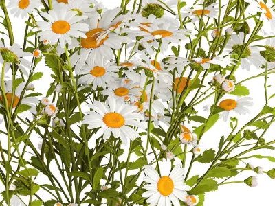 Bouquet Of White Wildflowers Chamomile Daisies 413 3D model
