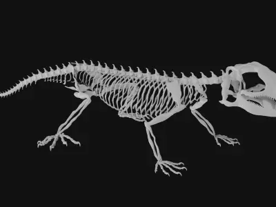 Lizard skeleton 3D model
