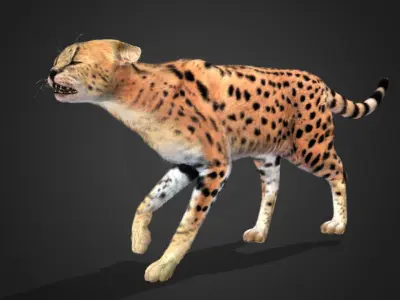 Serval - Cat Realistic Animated 3D model
