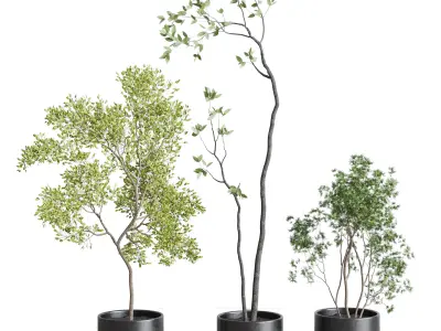 collection indoor plant 326 concrete vase Low-poly 3D model