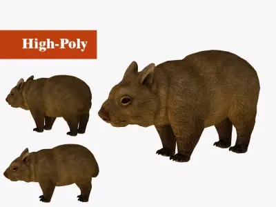 wombat rig  high-poly  textured 3D model