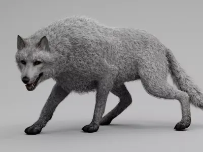 Wolf White Low-poly 3D model