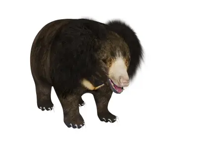 Sloth Bear Low-poly 3D model