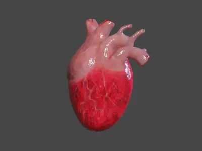 Human Heart Model - low poly Low-poly 3D model