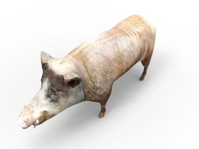 3D low poly Wild Boar Rigged Low-poly 3D model