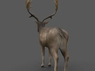 Fallow Deer Male Low-poly 3D model